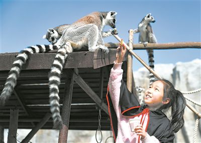 小學(xué)生與環(huán)尾狐猴互動。張進剛攝