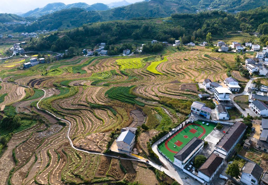 世界灌溉工程遺產(chǎn)鳳堰梯田迎來收獲季